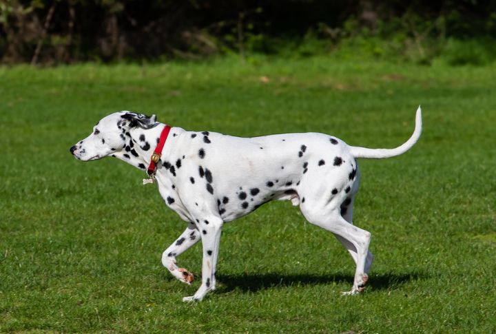Blaze For A Dalmatian