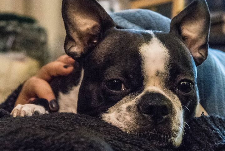 Seeks Out Owners Scent