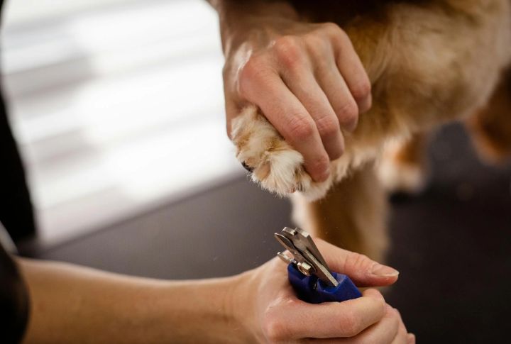 Grooming And Coat Maintenance