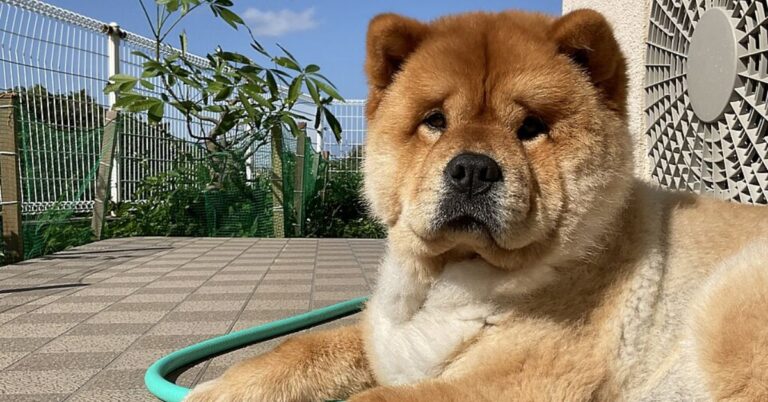 Discover What Makes The Chow Chow Breed Unique