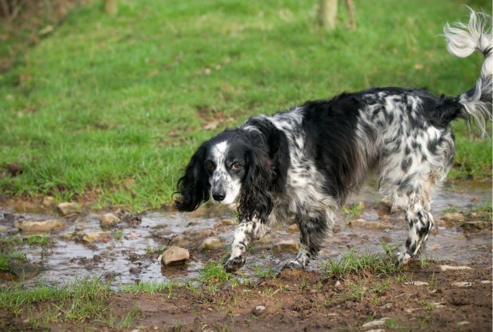 English Springer Spaniel