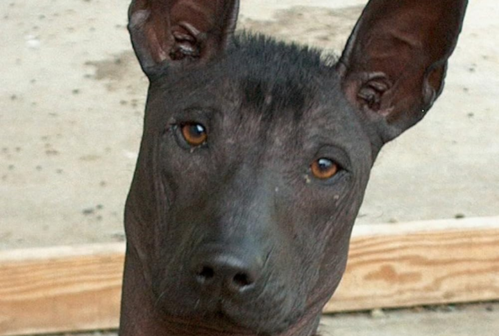 Known For Its Hairless Appearance