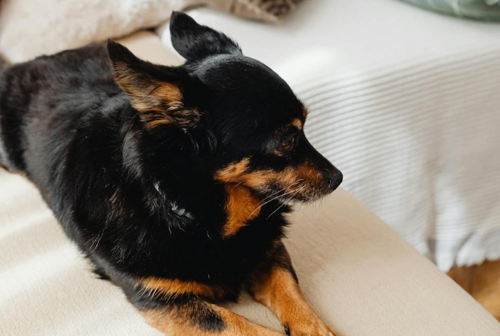 Loyal Yet Wary Of Strangers