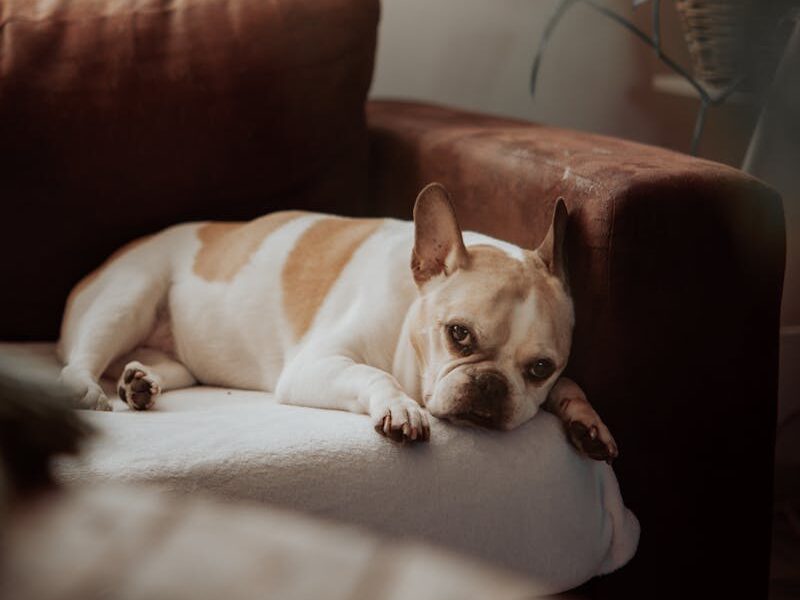 Adorable French Bulldog resting on a sofa in a sunlit living room in Valenciennes, France.