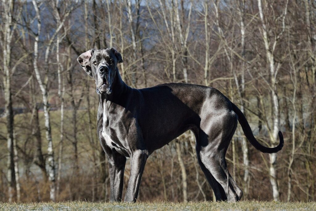dog, animal, great dane, pet, he looks