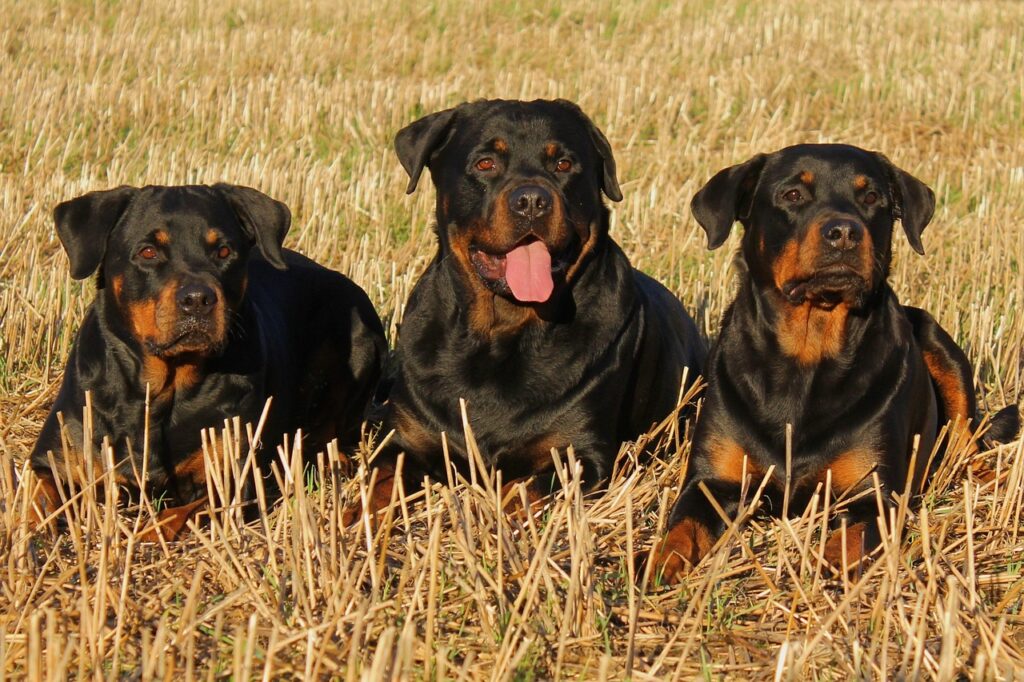 rottweiler, dog, pet, animal, dogs