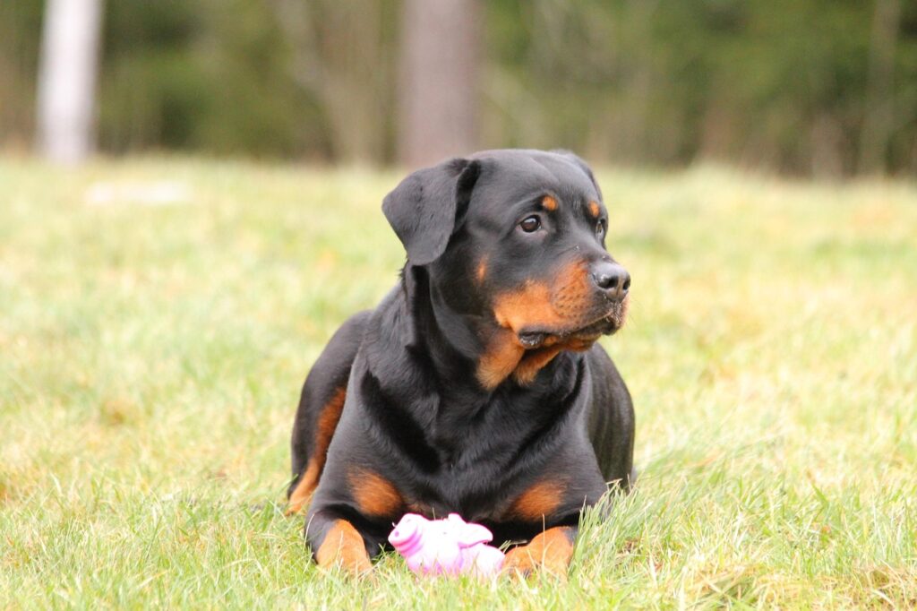 rottweiler, animal, dog, pet, the dog is lying