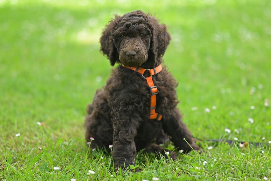 A cute brown poodle puppy wearing an orange harness sits on a green lawn.