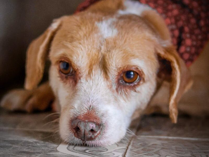 Perrito