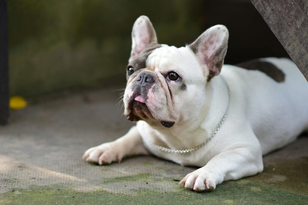 Adorable French Bulldog resting on the ground, capturing the essence of relaxation and charm.