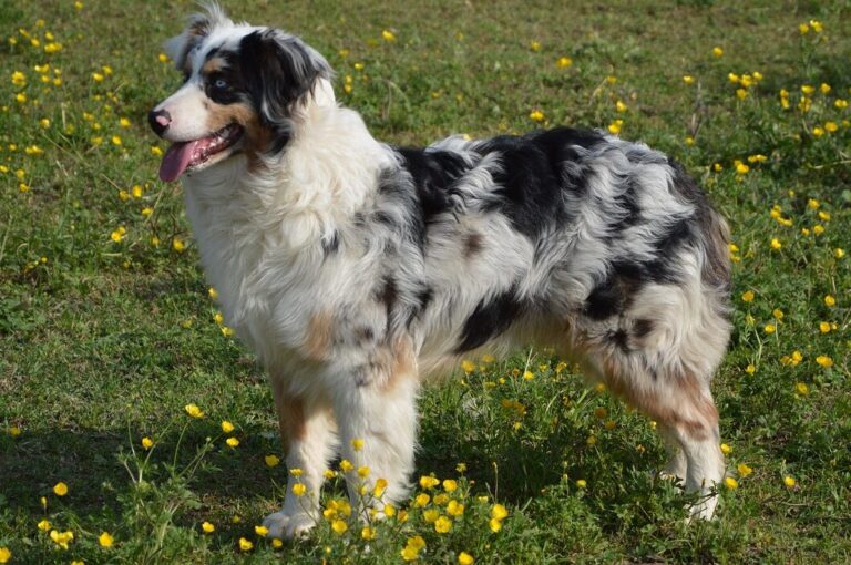 dog, animal, young dog, australian sheperd, shepherd dog, australian shepherd dog, blu merle, pet, attentive