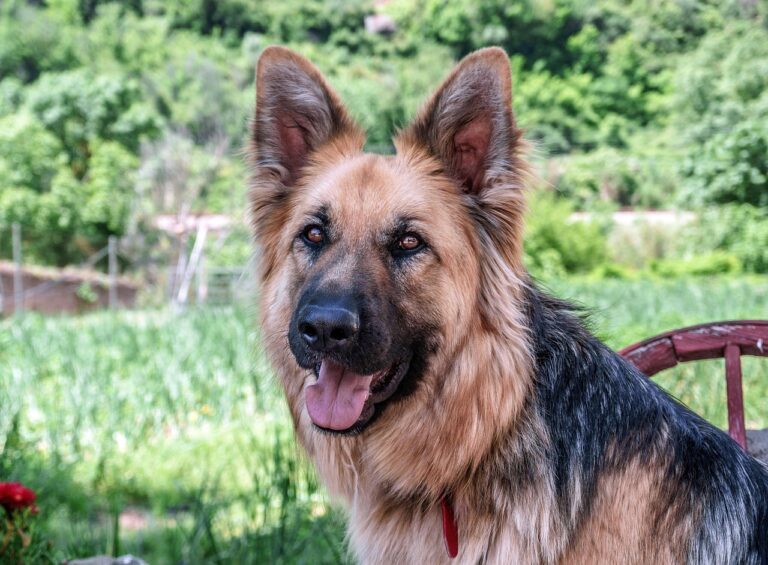 dog, dog wolf, animal, nature, mascot, look, german shepherd dog, looking, friend, sitting dog, dog resting, sitting pet, color cinnamon, obedient dog, pet, attentive dog, precious