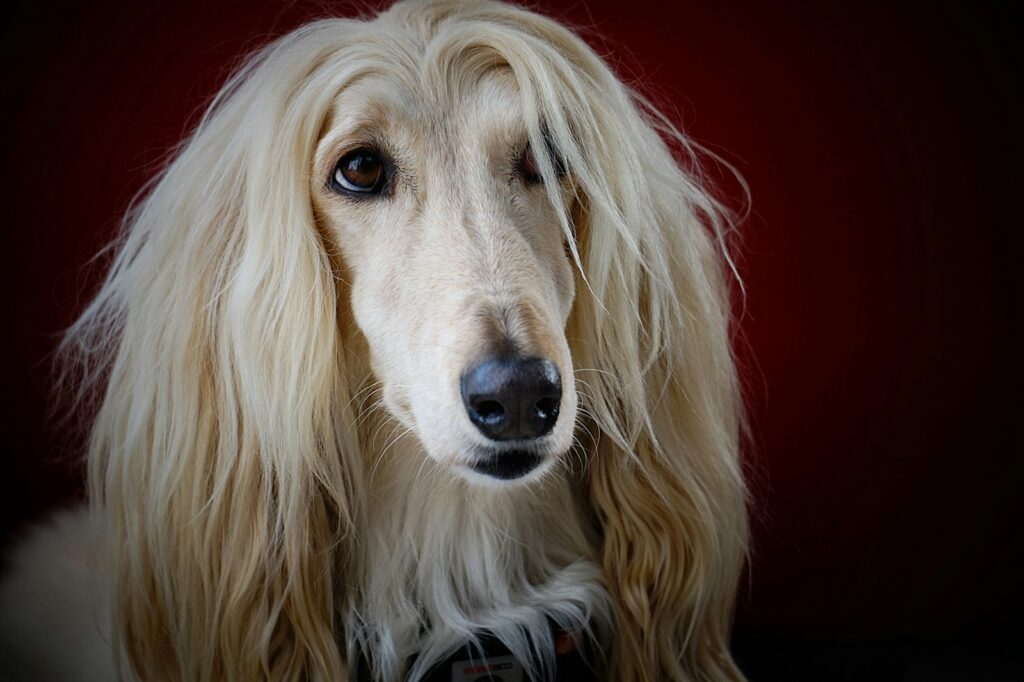 adult long-coated yellow dog