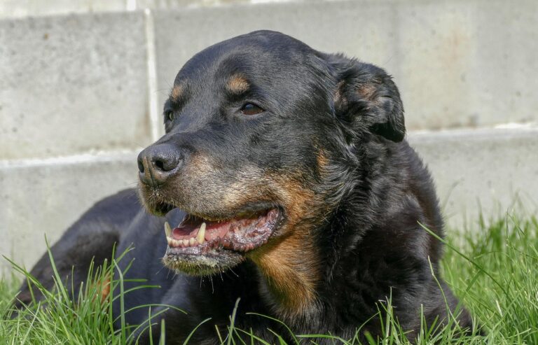 dog, rottweiler, nature, animal, pet, waters, water, peaceful, friendly, portrait, cute, swim, mammal, brave, family, composing, young, poly, stand-alone, header, vigilant