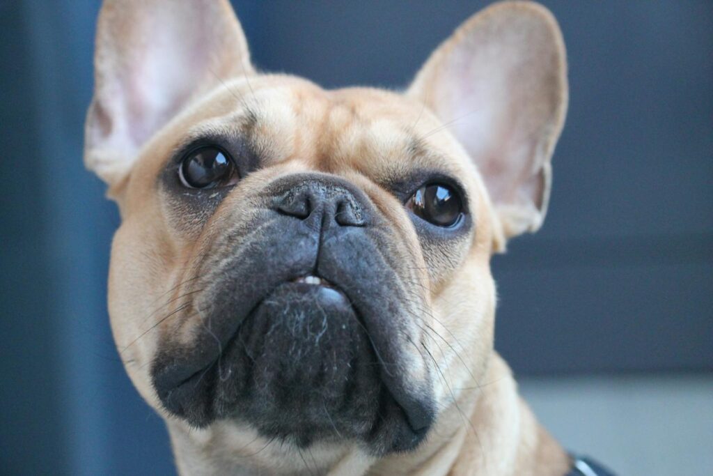 Adorable French Bulldog with expressive eyes in a close-up portrait.