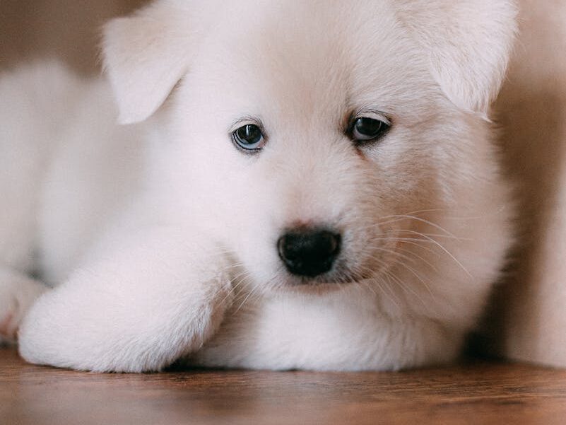 Cute and fluffy white Samoyed puppy laying on a wooden floor, looking curious.