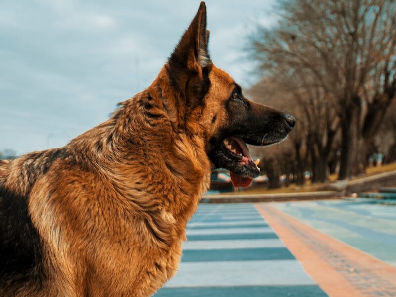 brown and black german shepherd jumping on blue and white concrete floor during daytime
