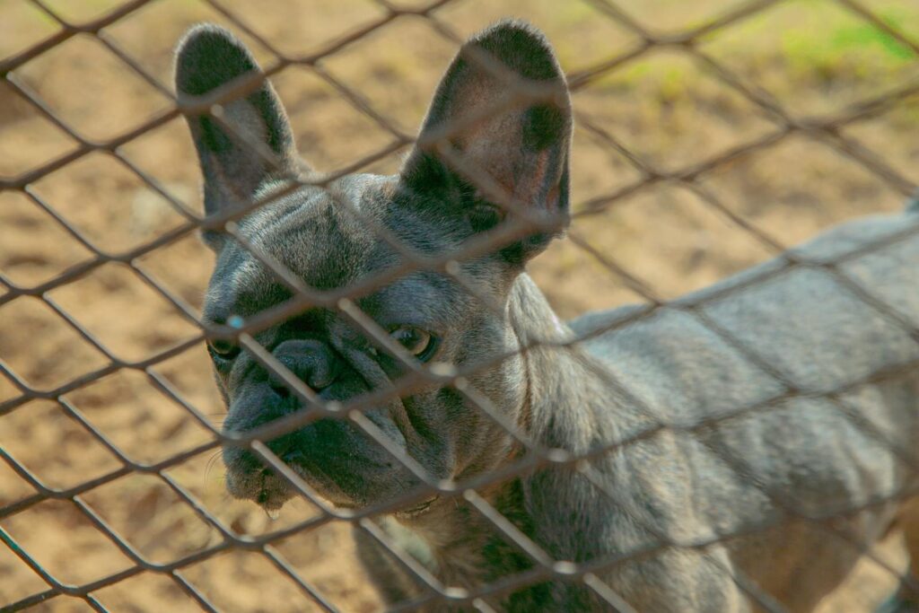 A French Bulldog looks through a metal fence, evoking a sense of confinement.