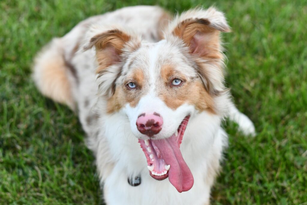 a dog lying in the grass