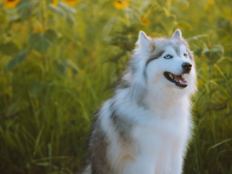 white and black siberian husky puppy on green grass during daytime