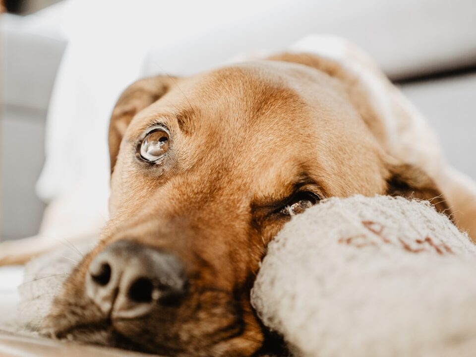 brown dog lying on beige mat