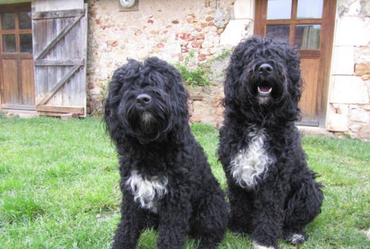 The Barbet’s Role In Renaissance Hunting