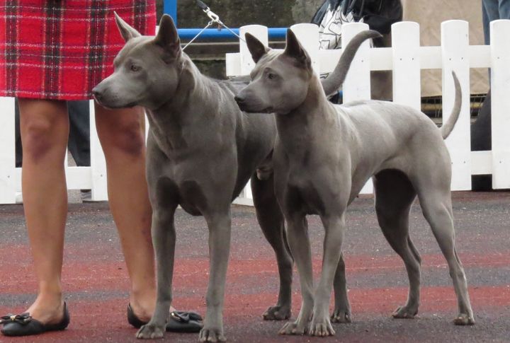 Thai Ridgeback