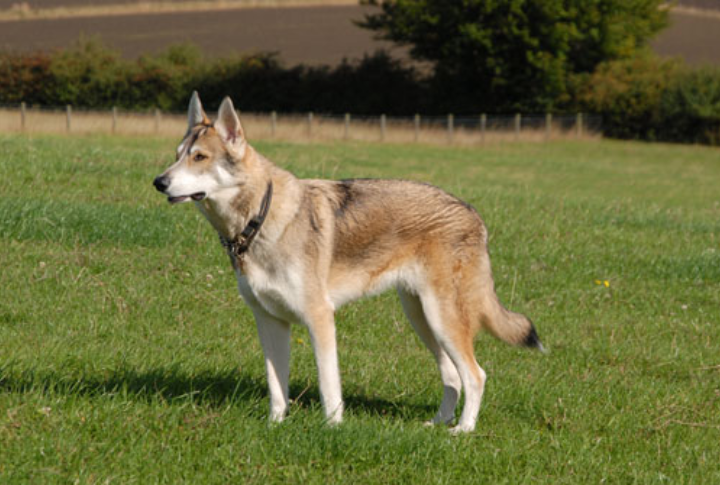 Not Recognized By Major Kennel Clubs