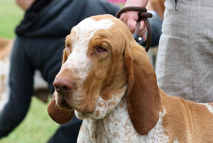 Long Pendulous Ears That Enhance Scent Tracking
