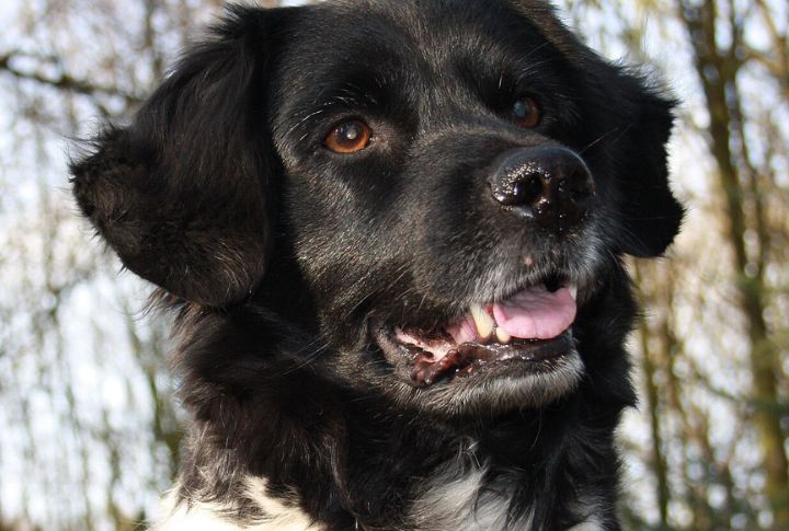Soft-Mouthed Retriever