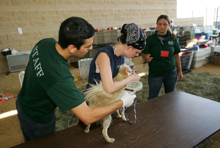 Mandatory Microchipping For Pit Bulls And Rottweilers