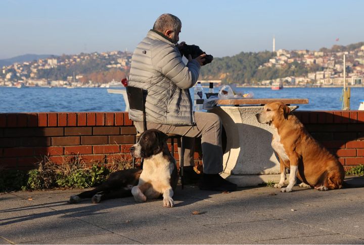 Canine Companionship Encourages Physical Activity
