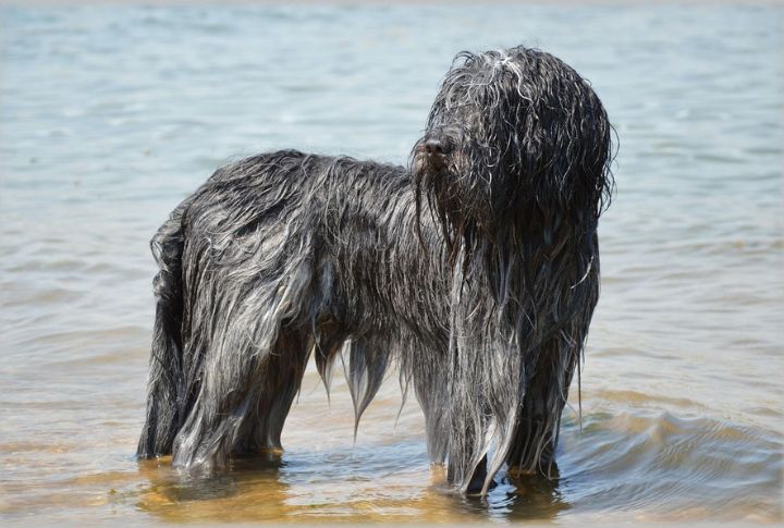 Grooming Essentials For The Double Coat