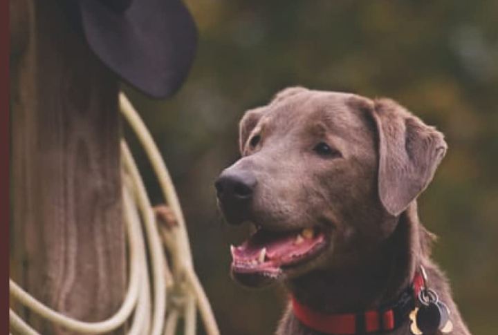 Texas's Only Official State Dog