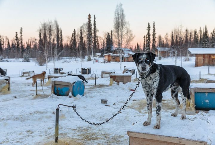 Alaskan Husky