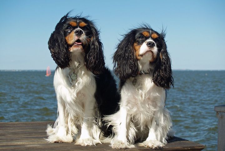 Cavalier King Charles Spaniel