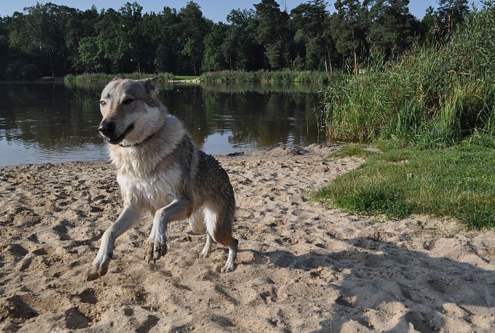 Physical Traits Of The Czechoslovakian Wolfdog