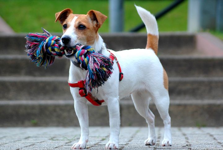 Jack Russell Terrier