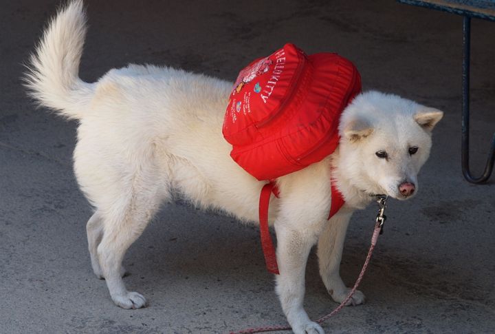 Rare And Protected Breed