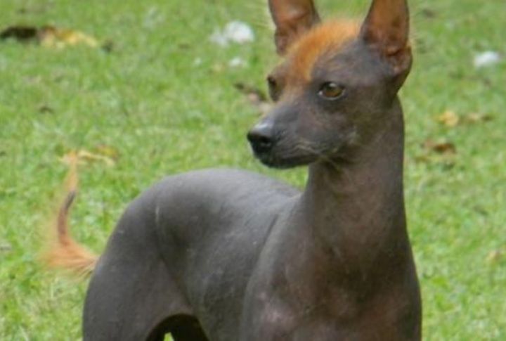 It Has Absolutely No Fur Anywhere