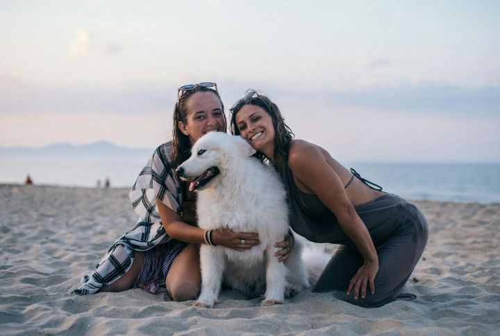 Learn Basic Dog Body Language Before Engaging