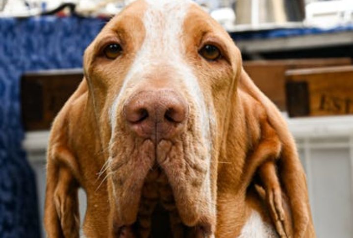 Remarkably Expressive Eyes That Reflect Temperament
