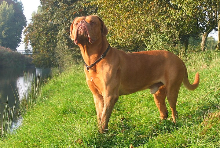 Dogue De Bordeaux Mastiff