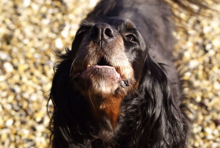 Scent Trails Left By Other Animals