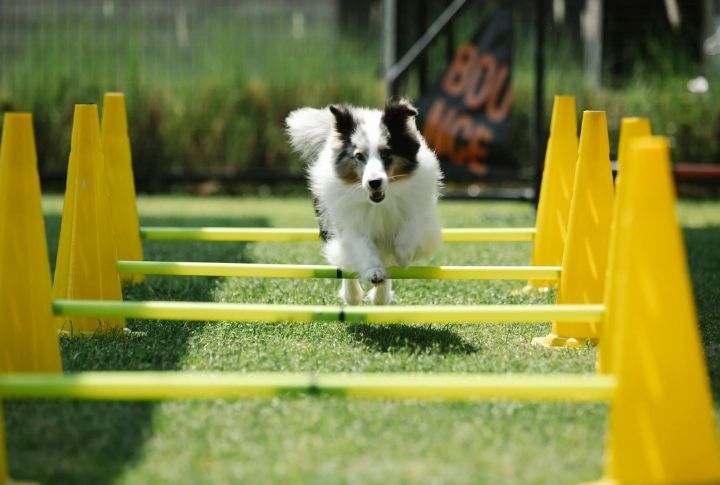 Chaining Small Behaviors Into Complex Sequences