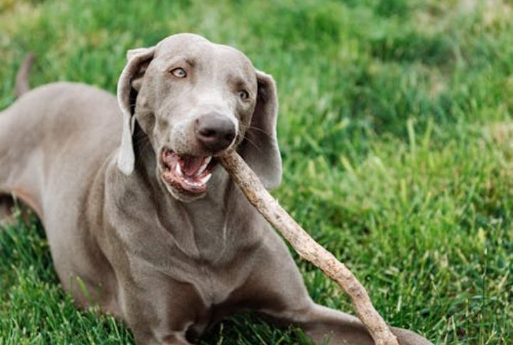 Crating Helps Prevent Destructive Chewing