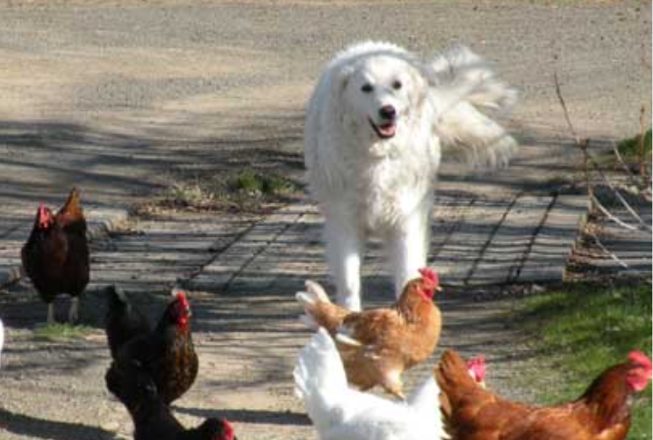 A Serious Livestock Guardian