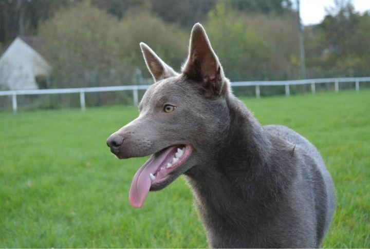 Ears Are Tuned For Long-Range Sound
