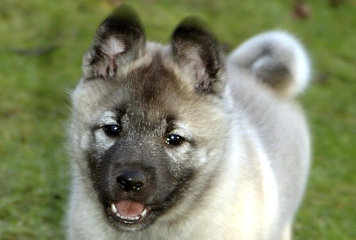 Collaborate With International Breed Preservation Groups 