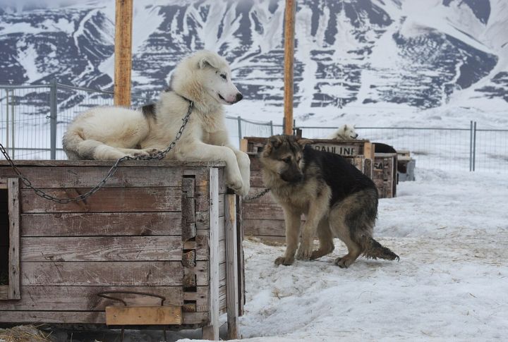 Ancient Inuit Companions